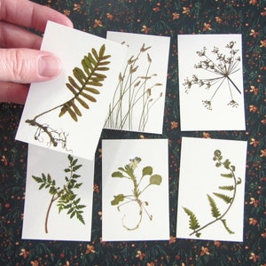 Peut inclure: Ensemble de six cartes botaniques pressées présentant diverses plantes séchées, notamment des fougères, des graminées et des fleurs. Les cartes sont blanches avec un design simple et sont parfaites pour l'encadrement ou l'utilisation dans des projets d'artisanat.