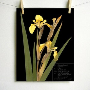 Yellow Iris Print; pressed botanical art yellow flower print vibrant color garden flower herbarium art dark floral wall décor dark botanical Dark (with label)