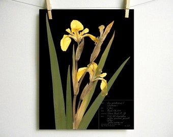 Yellow Iris Print; pressed botanical art yellow flower print vibrant color garden flower herbarium art dark floral wall décor dark botanical