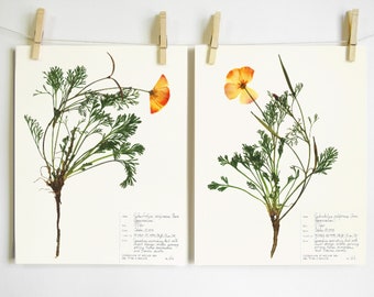 Herbarium Specimen Art Borrowed From Creation Von Daythreecreations