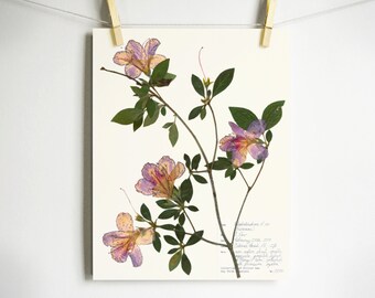 Dried Flower Print Etsy