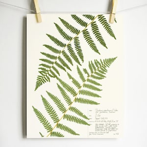 Bracken Fern Print; botanical print herbarium print of original pressed botanical art pressed plant art green fern fronds scientific art 48b