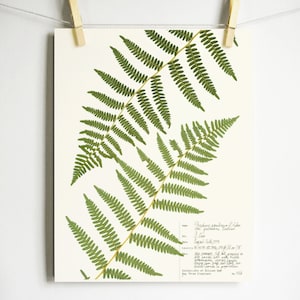 May include: A botanical print showing pressed green fern fronds on cream paper, held by a wooden peg on a string. A handwritten label with botanical details is visible. The print is a decorative item.