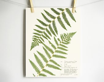 Bracken Fern Print; botanical print herbarium print of original pressed botanical art pressed plant art green fern fronds scientific art 48b