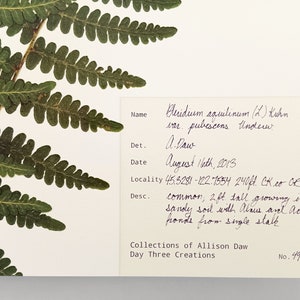 May include: A pressed green fern specimen mounted on white paper with a label containing the text Pteridium aquilinum (L.) Kuhn var. pubescens Underw., A. Daw, August 16th, 2013, 45.3281 -122.7554 240ft. CK.co OR, and Collections of Allison Daw No. 49.