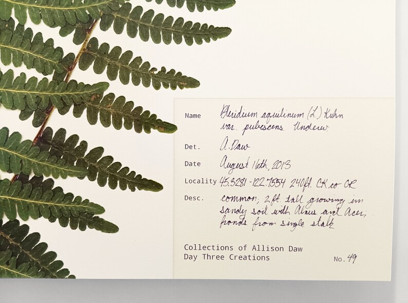 May include: A pressed green fern specimen mounted on white paper with a label containing the text Pteridium aquilinum (L.) Kuhn var. pubescens Underw., A. Daw, August 16th, 2013, 45.3281 -122.7554 240ft. CK.co OR, and Collections of Allison Daw No. 49.