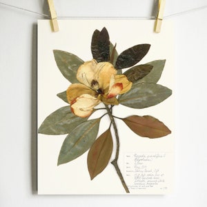 Imprimé magnolia Impression d'herbier d'art de fleurs pressées Art de magnolia pressé, ferme d'art mural, impression botanique, décor de feuilles et de magnolia blanc Light (with label)