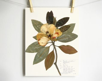 Magnolia Print; pressed flower art herbarium print pressed magnolia art farmhouse wall art botanical print white magnolia and leaves decor