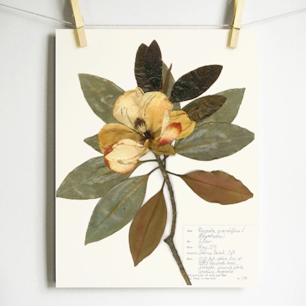 Magnolia Print; pressed flower art herbarium print pressed magnolia art farmhouse wall art botanical print white magnolia and leaves decor