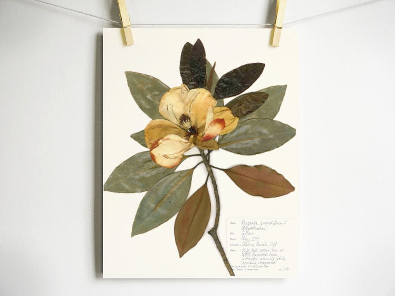 Imprimé magnolia Impression d'herbier d'art de fleurs pressées Art de magnolia pressé, ferme d'art mural, impression botanique, décor de feuilles et de magnolia blanc Light (with label)