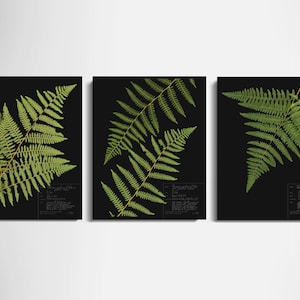 Bracken Fern Print Set of 3; dark background black botanicals made from pressed fern herbarium specimen art optional light background