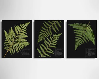 Bracken Fern Print Set of 3; dark background black botanicals made from pressed fern herbarium specimen art optional light background