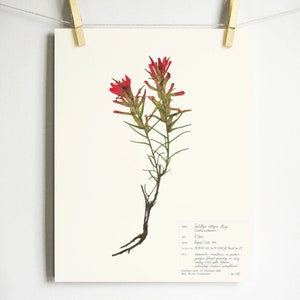 以下が含まれることがあります： 赤いインディアンペイントブラシ（Castilleja miniata）の押し花プリント。緑色の茎と葉があります。プリントには、花の名前、場所、収集日など、手書きのテキストが含まれています。