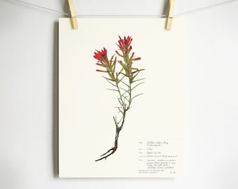 Indian Paintbrush Print; castilleja red colorado wildflower art print 11x14 8x10 5x7 southwest home decor red flower art herbarium specimen