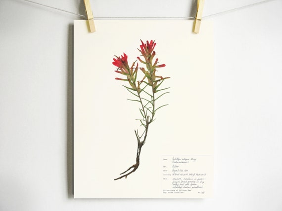 Indian Paintbrush Print; castilleja red colorado wildflower art print 11x14 8x10 5x7 southwest home decor red flower art herbarium specimen