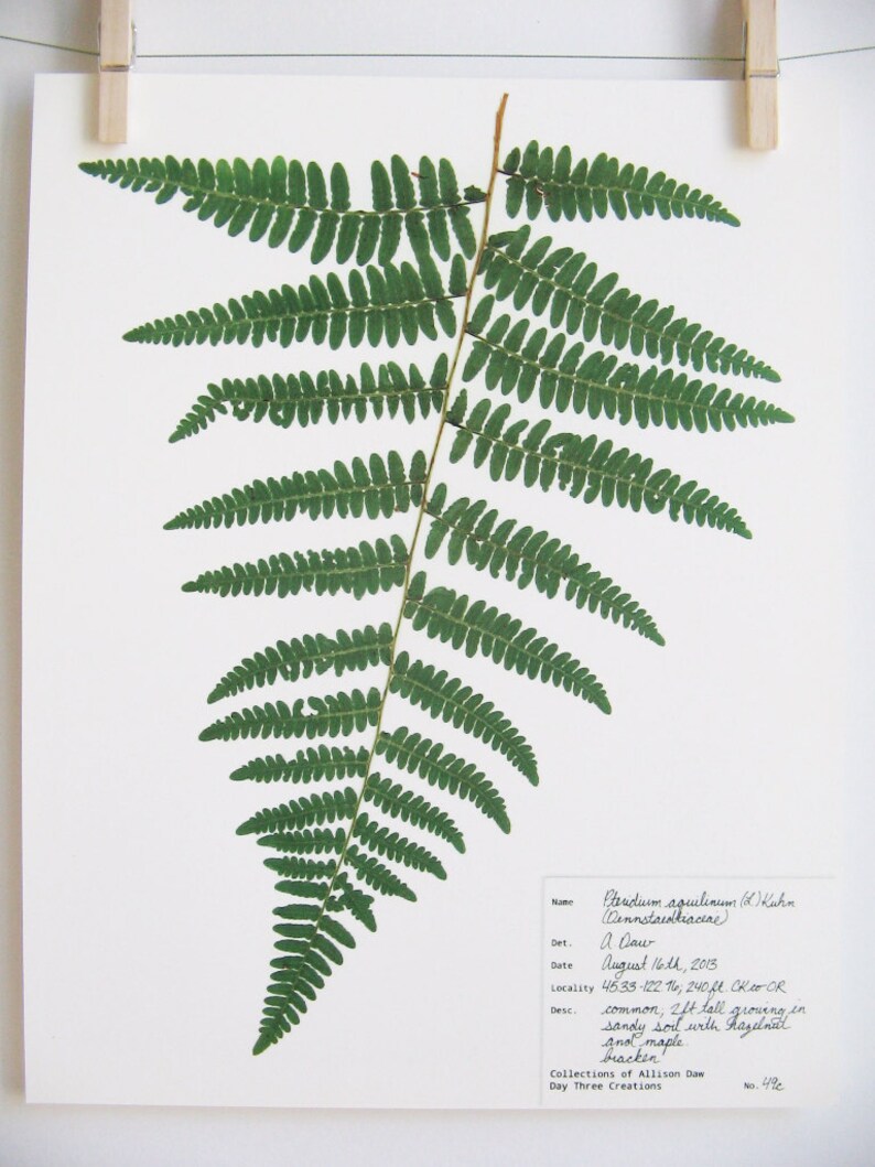 Print of Bracken Fern Pressed Botanical Herbarium Specimen Etsy