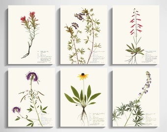 Colorado Wildflowers Print Set; pressed flower art herbarium set of 6 print of original specimen art larkspur lupine colorful wildflowers