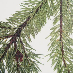 Douglas Fir Branch Botanical Print, Print of Original Herbarium ...