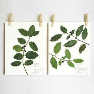Holly Print Set; christmas wall art holiday decor pressed plant herbarium specimen print of original with scientific labels different sizes