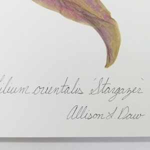 May include: A watercolor painting of a pink and yellow lily flower with the text "Lilium orientalis 'Stargazer'" and the artist's signature "Allison J. Daw" below.