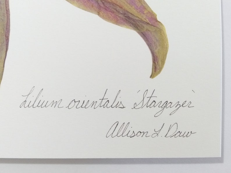 May include: A watercolor painting of a pink and yellow lily flower with the text "Lilium orientalis 'Stargazer'" and the artist's signature "Allison J. Daw" below.