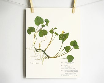 Smooth Woodland Violet Print; pressed plant with roots herbarium specimen pressed flower art oregon spring flower print yellow flower