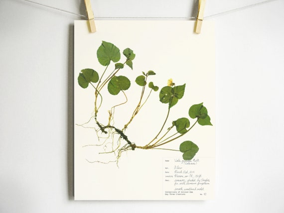 Smooth Woodland Violet Print; pressed plant with roots herbarium specimen pressed flower art oregon spring flower print yellow flower