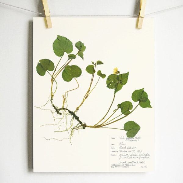 Smooth Woodland Violet Print; pressed plant with roots herbarium specimen pressed flower art oregon spring flower print yellow flower