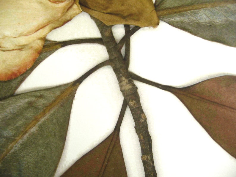 Imprimé magnolia Impression d'herbier d'art de fleurs pressées Art de magnolia pressé, ferme d'art mural, impression botanique, décor de feuilles et de magnolia blanc image 5