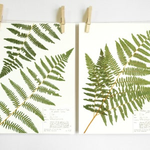 Western Bracken Fern Print Set; pressed fern art scientific botanical art herbarium specimen fern fronds in Oregon forest pacific northwest