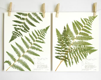 Western Bracken Fern Print Set; pressed fern art scientific botanical art herbarium specimen fern fronds in Oregon forest pacific northwest