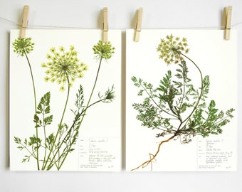 Queen Anne's Lace Print Set; plant art herbarium specimen wildflower print pressed flower print dried flower art summer home decor