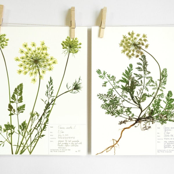 Queen Anne's Lace Print Set; plant art herbarium specimen wildflower print pressed flower print dried flower art summer home decor