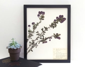 Real Pressed California Lilac 11x14 Framed Herbarium Specimen Art; botanical wall décor purple pressed flowers scientific art of ceanothus