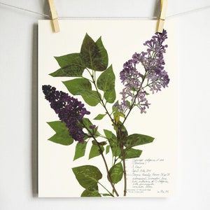 Lilac Print; pressed flower print purple flowers art lilac art gift for grandma gift for gardener herbarium print 8x10 print 11x14 art