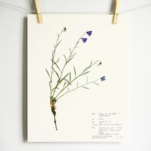 Scottish Bluebell Print; purple wildflowers art harebell botanical print of original herbarium specimen pressed botanical artwork