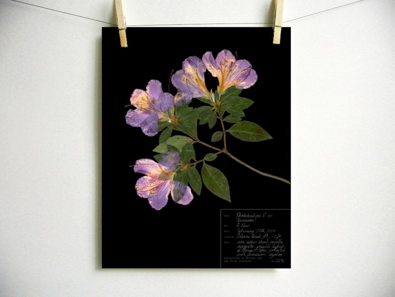 Azalea Print; Purple Flower Art Pressed Plant Art Pressed Flower Print ...