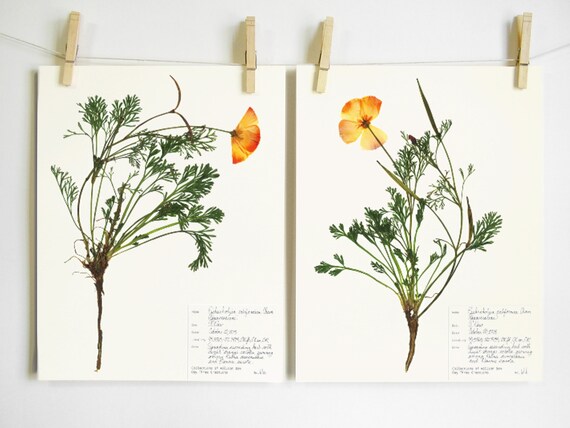California Poppy Print Set botanical print pressed flower art | Etsy