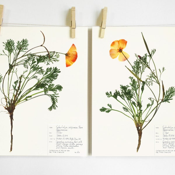 California Poppy Print Set; botanical print pressed flower art pressed botanical art state flower herbarium specimen dried flower art