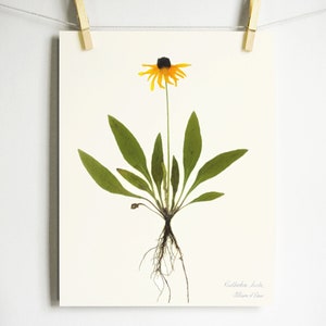 Black Eyed Susan Print; pressed plant botanical art herbarium specimen yellow flower art scientific art dried flower colorado wildflower Light (no label)