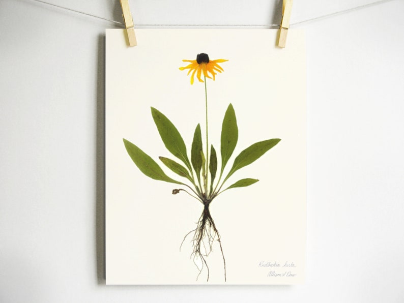 Black Eyed Susan Print; pressed plant botanical art herbarium specimen yellow flower art scientific art dried flower colorado wildflower Light (no label)