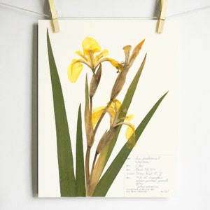Yellow Iris Print; pressed botanical art yellow flower print vibrant color garden flower herbarium art dark floral wall décor dark botanical Light (with label)