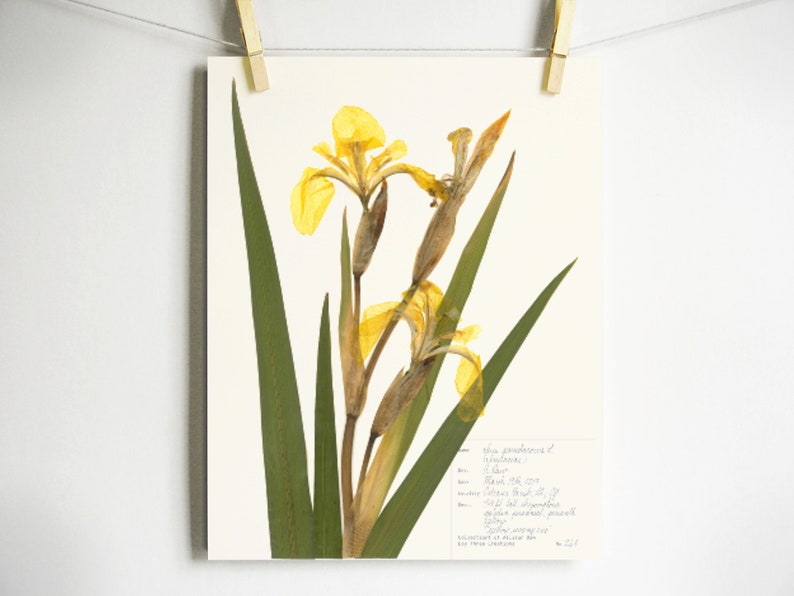 Yellow Iris Print; pressed botanical art yellow flower print vibrant color garden flower herbarium art dark floral wall décor dark botanical Light (with label)