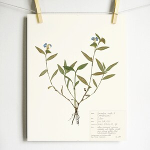 Dayflower Print; blue flower art commelina herbarium print louisiana wildflower art pressed botanical decor farmhouse style blue nursery art