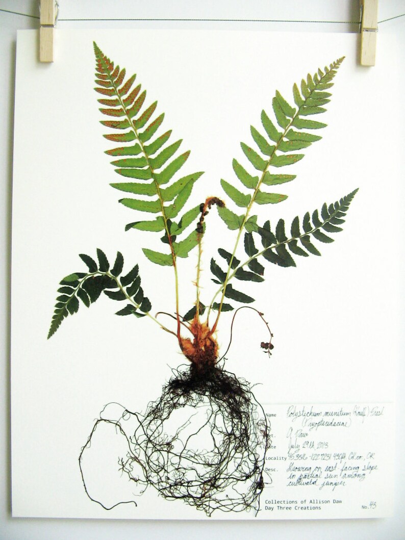 Western Sword Fern Print herbarium specimen art pressed fern Etsy
