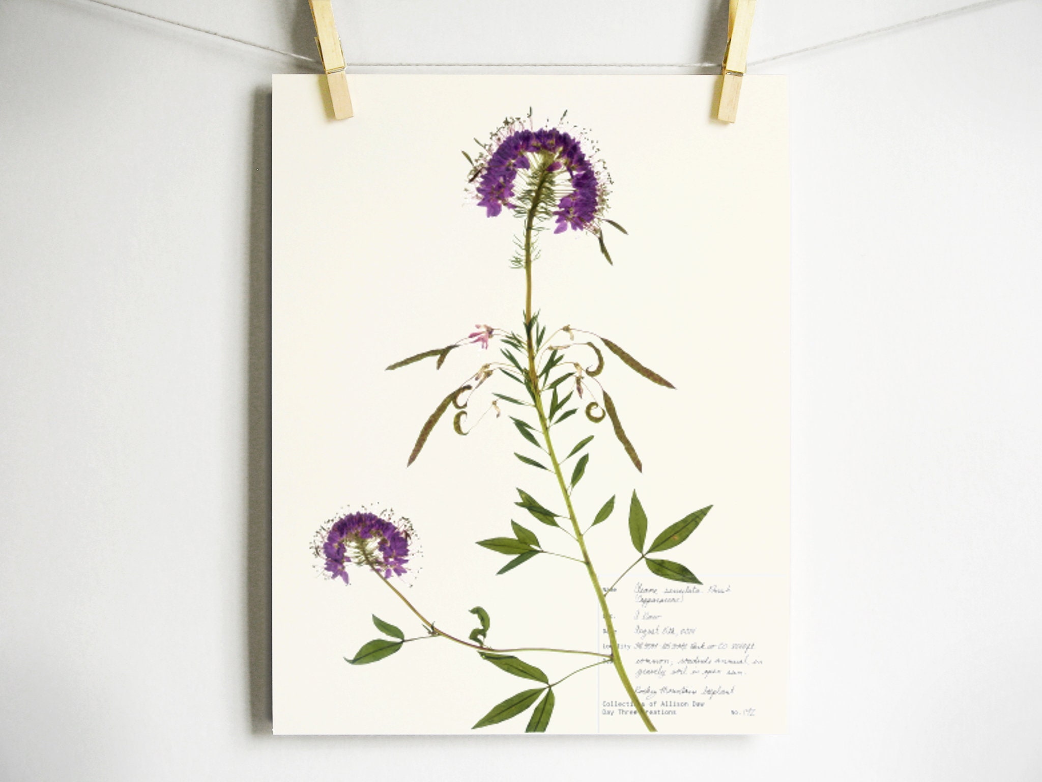 Rocky Mountain Beeplant Herbarium Specimen Art Print, Pressed Flower  Botanical Print, Purple Colorado Wildflower Dried Plant Wall Art - Etsy