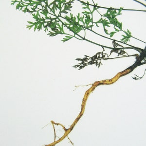 May include: A pressed botanical specimen featuring a long, light tan taproot with thin, fibrous root hairs extending from the base. Attached to the top of the root is a stem with delicate, finely divided green fern-like foliage.