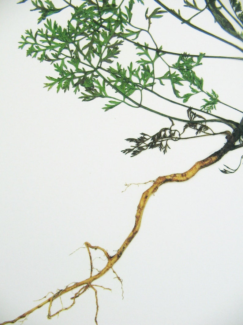 May include: A pressed botanical specimen featuring a long, light tan taproot with thin, fibrous root hairs extending from the base. Attached to the top of the root is a stem with delicate, finely divided green fern-like foliage.