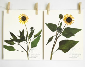 Sunflowers Print Set; flower art plant print wild sunflowers colorado wildflowers herbarium specimen pressed botanical art 8x10 11x14 poster