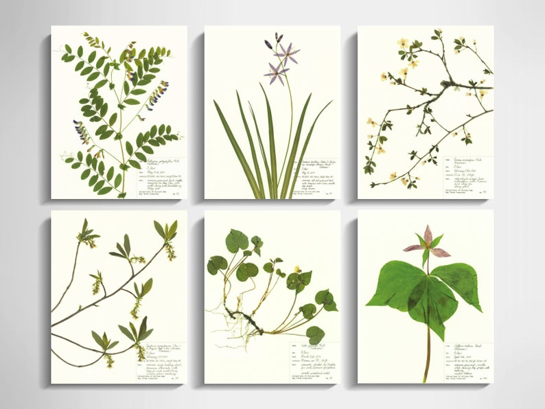 Oregon Flowers Print Set spring art pressed flower wall art set of 6 print pressed wildflower botanical print plant art 11x14 8x10 5x7 image 1